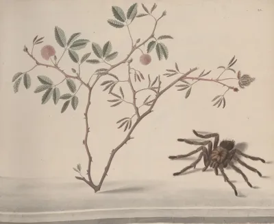 Natural History Of Saint Domingue Pl 175