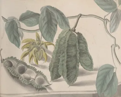 Natural History Of Saint Domingue Pl 179