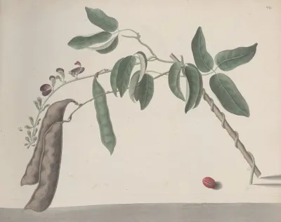 Natural History Of Saint Domingue Pl 181