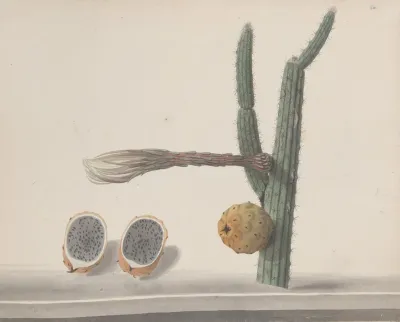 Natural History Of Saint Domingue Pl 182