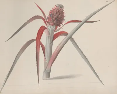 Natural History Of Saint Domingue Pl 184