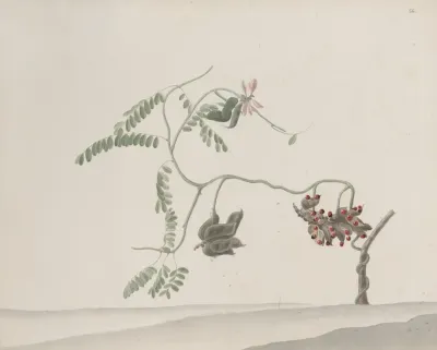 Natural History Of Saint Domingue Pl 188