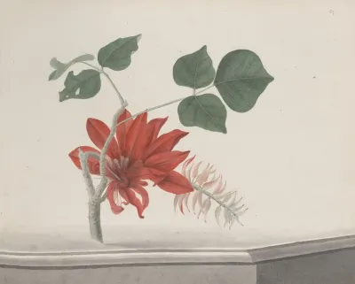 Natural History Of Saint Domingue Pl 189