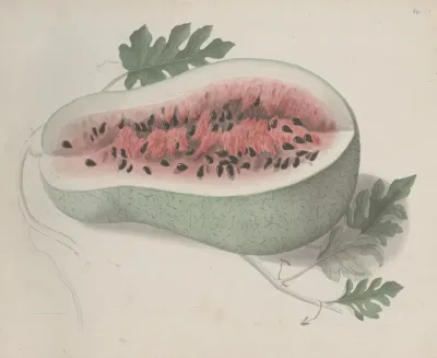 Natural History Of Saint Domingue Pl 190
