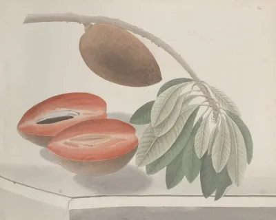 Natural History Of Saint Domingue Pl 191
