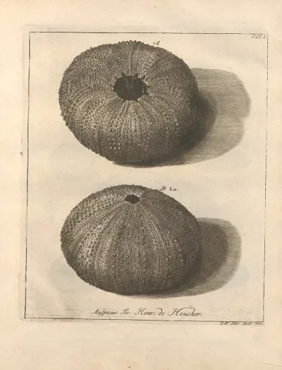 Naturalis Dispositio Echinodermatum Natural Arrangement Of Echinoderms Pl 01