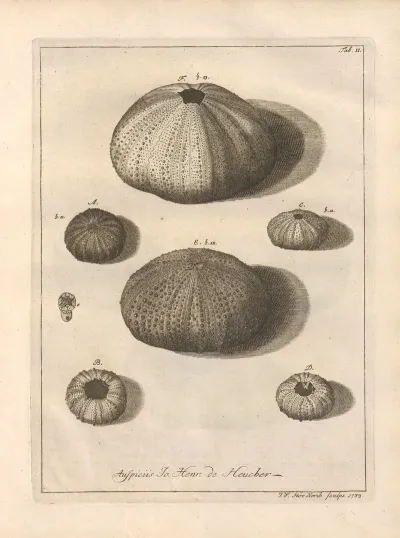 Naturalis Dispositio Echinodermatum Natural Arrangement Of Echinoderms Pl 02