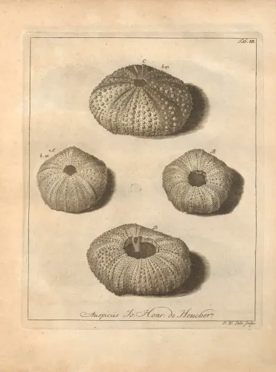 Naturalis Dispositio Echinodermatum Natural Arrangement Of Echinoderms Pl 03