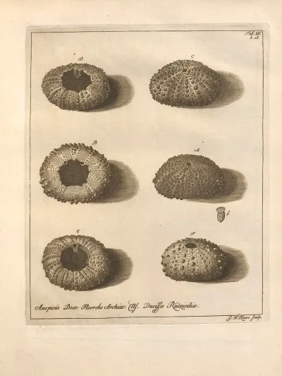 Naturalis Dispositio Echinodermatum Natural Arrangement Of Echinoderms Pl 04