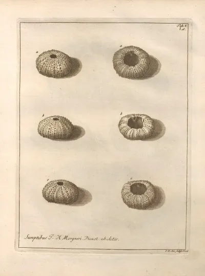 Naturalis Dispositio Echinodermatum Natural Arrangement Of Echinoderms Pl 05