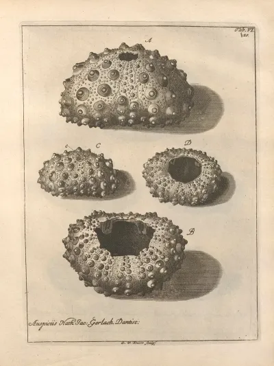 Naturalis Dispositio Echinodermatum Natural Arrangement Of Echinoderms Pl 06
