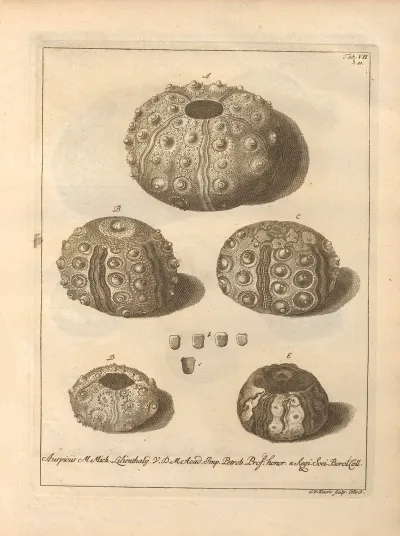 Naturalis Dispositio Echinodermatum Natural Arrangement Of Echinoderms Pl 07