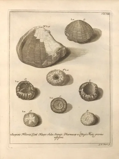 Naturalis Dispositio Echinodermatum Natural Arrangement Of Echinoderms Pl 08