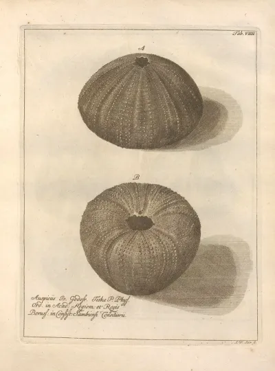 Naturalis Dispositio Echinodermatum Natural Arrangement Of Echinoderms Pl 09