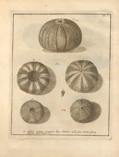 Naturalis Dispositio Echinodermatum Natural Arrangement Of Echinoderms Pl 10