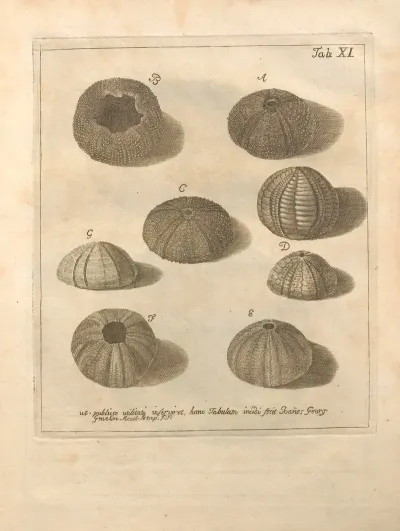 Naturalis Dispositio Echinodermatum Natural Arrangement Of Echinoderms Pl 11