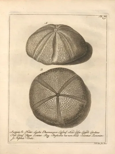 Naturalis Dispositio Echinodermatum Natural Arrangement Of Echinoderms Pl 12