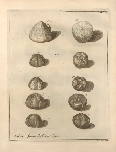 Naturalis Dispositio Echinodermatum Natural Arrangement Of Echinoderms Pl 13
