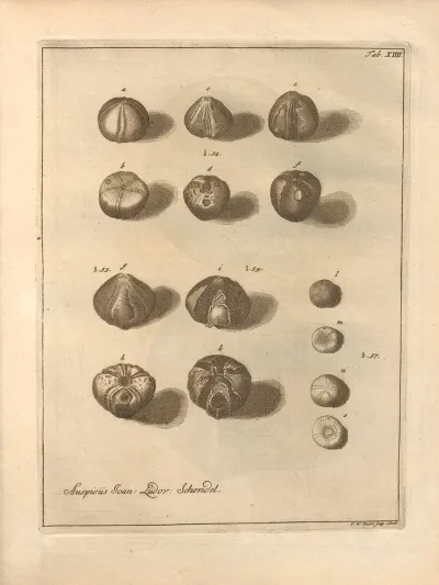 Naturalis Dispositio Echinodermatum Natural Arrangement Of Echinoderms Pl 14