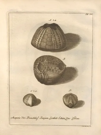 Naturalis Dispositio Echinodermatum Natural Arrangement Of Echinoderms Pl 16