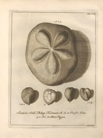 Naturalis Dispositio Echinodermatum Natural Arrangement Of Echinoderms Pl 17