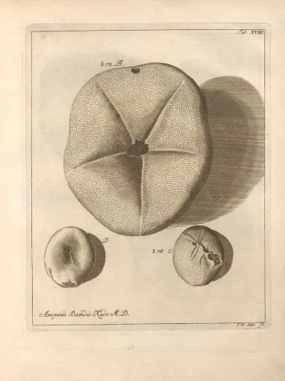 Naturalis Dispositio Echinodermatum Natural Arrangement Of Echinoderms Pl 18