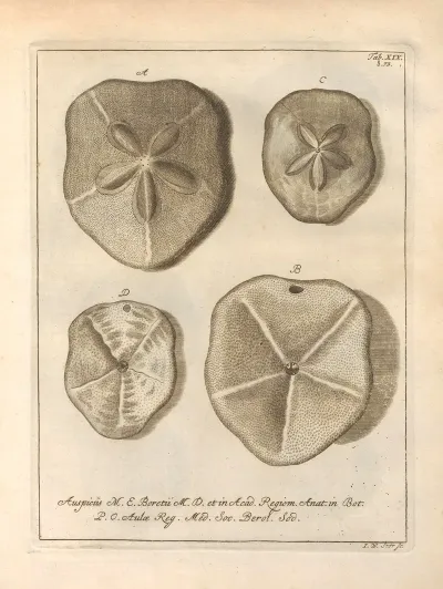 Naturalis Dispositio Echinodermatum Natural Arrangement Of Echinoderms Pl 19