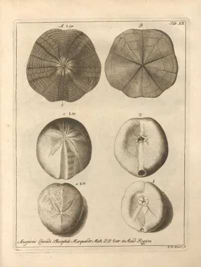 Naturalis Dispositio Echinodermatum Natural Arrangement Of Echinoderms Pl 20