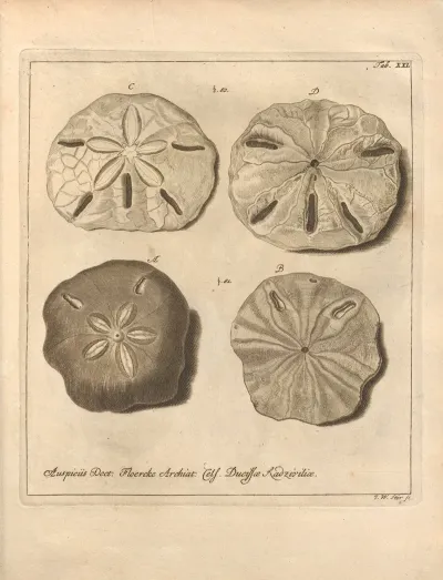 Naturalis Dispositio Echinodermatum Natural Arrangement Of Echinoderms Pl 21