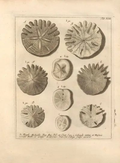 Naturalis Dispositio Echinodermatum Natural Arrangement Of Echinoderms Pl 22