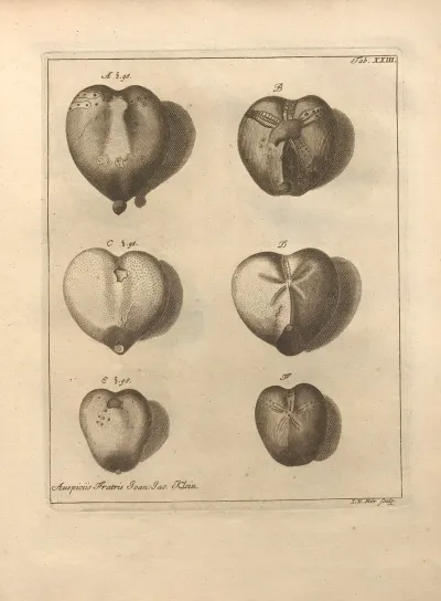 Naturalis Dispositio Echinodermatum Natural Arrangement Of Echinoderms Pl 23