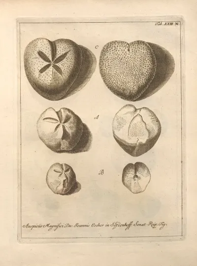 Naturalis Dispositio Echinodermatum Natural Arrangement Of Echinoderms Pl 24