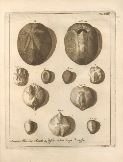 Naturalis Dispositio Echinodermatum Natural Arrangement Of Echinoderms Pl 25