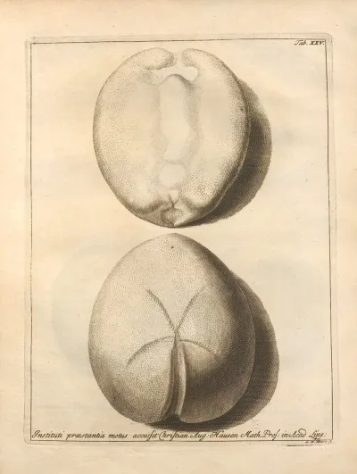 Naturalis Dispositio Echinodermatum Natural Arrangement Of Echinoderms Pl 26