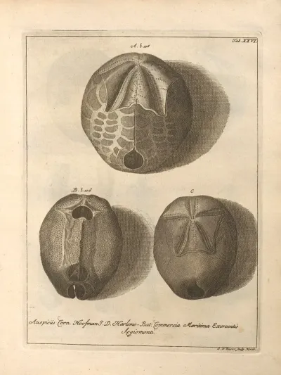 Naturalis Dispositio Echinodermatum Natural Arrangement Of Echinoderms Pl 27