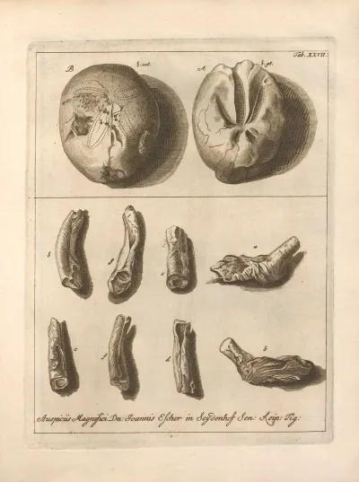 Naturalis Dispositio Echinodermatum Natural Arrangement Of Echinoderms Pl 28