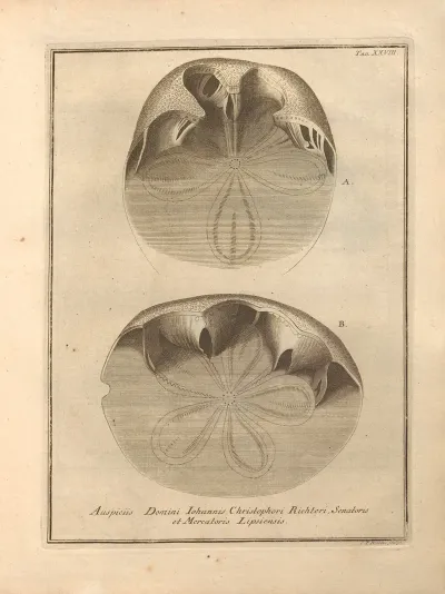 Naturalis Dispositio Echinodermatum Natural Arrangement Of Echinoderms Pl 29