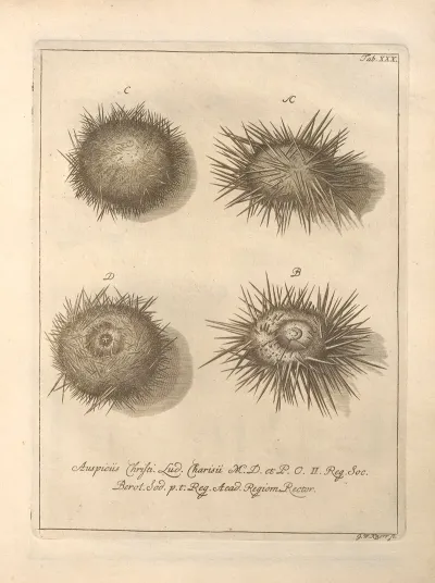Naturalis Dispositio Echinodermatum Natural Arrangement Of Echinoderms Pl 31