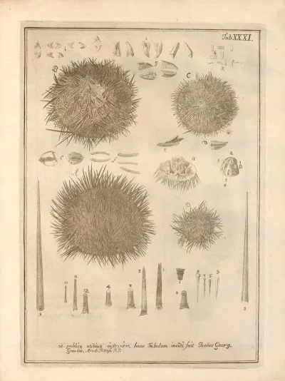 Naturalis Dispositio Echinodermatum Natural Arrangement Of Echinoderms Pl 32