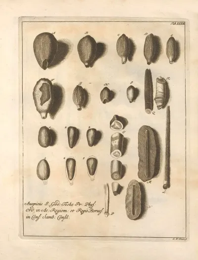 Naturalis Dispositio Echinodermatum Natural Arrangement Of Echinoderms Pl 33