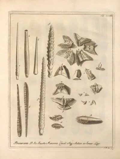 Naturalis Dispositio Echinodermatum Natural Arrangement Of Echinoderms Pl 34