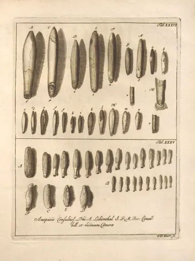 Naturalis Dispositio Echinodermatum Natural Arrangement Of Echinoderms Pl 36