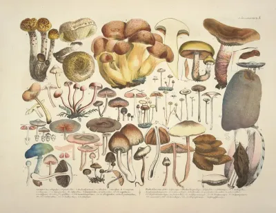Naturgetreue Abblidungen Und Beschreibungen Der Essbaren Scha%cc%88dlichen Und Verda%cc%88chtigen Schwa%cc%88mme Pl 03
