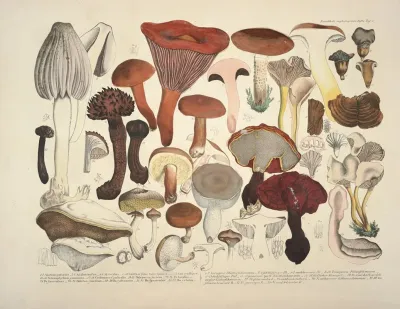 Naturgetreue Abblidungen Und Beschreibungen Der Essbaren Scha%cc%88dlichen Und Verda%cc%88chtigen Schwa%cc%88mme Pl 04
