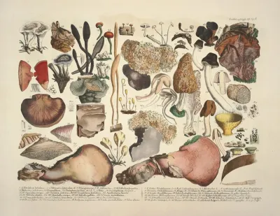 Naturgetreue Abblidungen Und Beschreibungen Der Essbaren Scha%cc%88dlichen Und Verda%cc%88chtigen Schwa%cc%88mme Pl 05