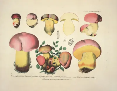 Naturgetreue Abblidungen Und Beschreibungen Der Essbaren Scha%cc%88dlichen Und Verda%cc%88chtigen Schwa%cc%88mme Pl 07