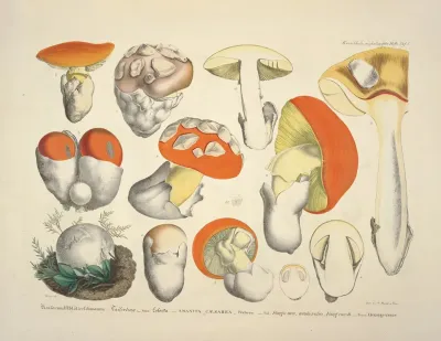 Naturgetreue Abblidungen Und Beschreibungen Der Essbaren Scha%cc%88dlichen Und Verda%cc%88chtigen Schwa%cc%88mme Pl 08