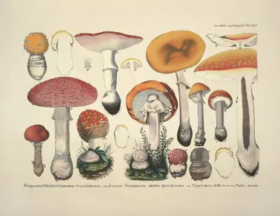 Naturgetreue Abblidungen Und Beschreibungen Der Essbaren Scha%cc%88dlichen Und Verda%cc%88chtigen Schwa%cc%88mme Pl 09