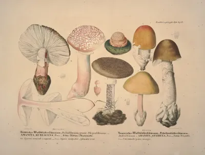 Naturgetreue Abblidungen Und Beschreibungen Der Essbaren Scha%cc%88dlichen Und Verda%cc%88chtigen Schwa%cc%88mme Pl 10