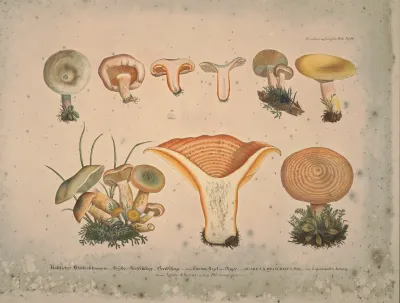 Naturgetreue Abblidungen Und Beschreibungen Der Essbaren Scha%cc%88dlichen Und Verda%cc%88chtigen Schwa%cc%88mme Pl 11